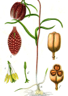 Einzelbild 2 Perlhuhn-Schachblume - Fritillaria meleagris