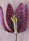 Einzelbild 3 Perlhuhn-Schachblume - Fritillaria meleagris