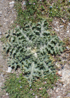 Einzelbild 5 Eselsdistel - Onopordum acanthium