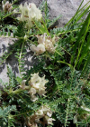 Einzelbild 1 Niederliegender Tragant - Astragalus depressus