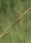 Einzelbild 6 Langgliederige Segge - Carex distans