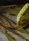 Einzelbild 1 Glänzendes Laichkraut - Potamogeton lucens