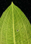 Einzelbild 2 Glänzendes Laichkraut - Potamogeton lucens