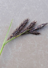 Einzelbild 8 Eis-Segge - Carex frigida