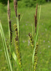 Einzelbild 8 Scharfkantige Segge - Carex acutiformis
