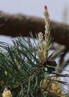 Einzelbild 8 Wald-Föhre - Pinus sylvestris